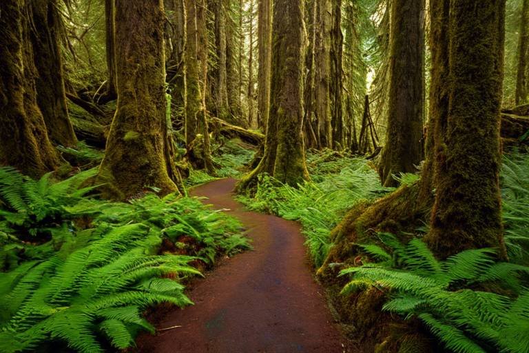 The Hidden Trails of the United States’ Olympic National Park