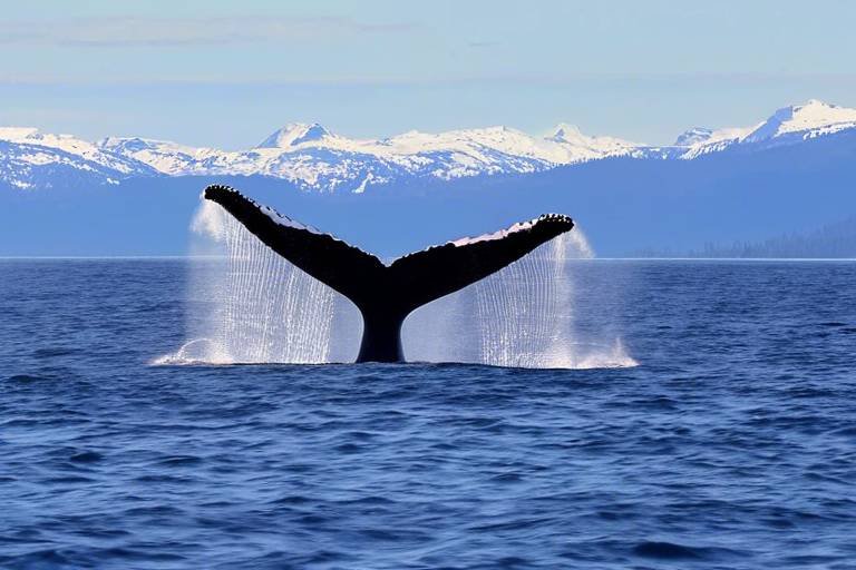 The Ultimate Guide to Whale Watching in the Pacific Northwest