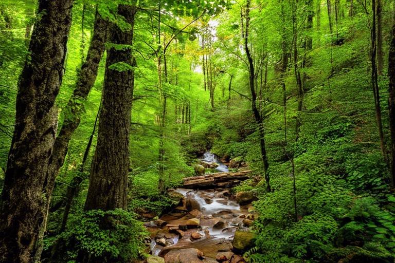The Best Scenic Hikes in the Great Smoky Mountains